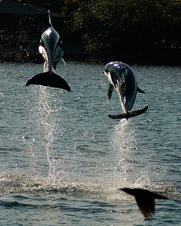 Above 2 - Dolphins - Gary Lehman.jpg