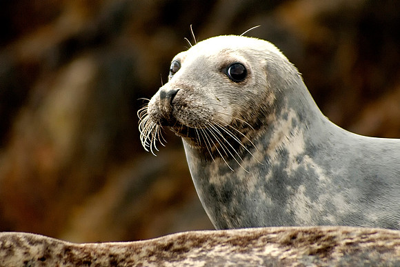 Above 1 - Seal Dive - Gary Lehman